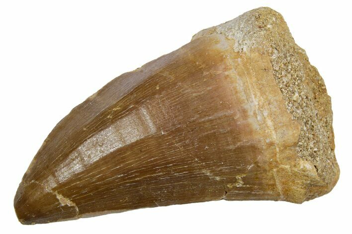 Fossil Mosasaur (Hainosaurus) Tooth - Morocco #353205